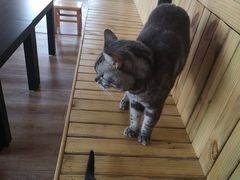 -猫的茶·猫咖