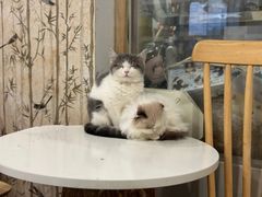 -楼上猫咖(罗湖店)