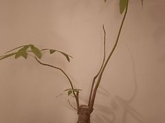 -不凡脑禅境·养生·舒压调理SPA(华发世纪城店)