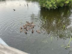 -西湖风景区-江洋畈生态公园