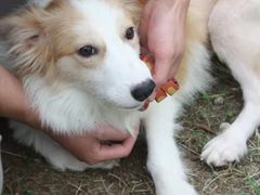 -宠颐生汉谟拉比宠物医院
