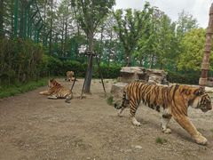 -上海野生动物园老虎餐厅