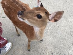 -鹿境梅花鹿生态园区