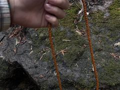 -北京西山国家森林公园