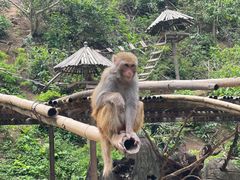 -西双版纳原始森林公园
