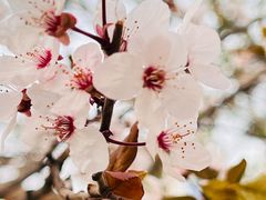 -海棠花溪(元大都城垣遗址公园)