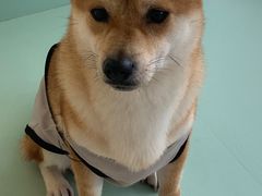 -怪兽屋·羊驼·猫咖·狗咖(俊华广场店)