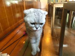 -李小姐の猫咖啡馆(五角场店)