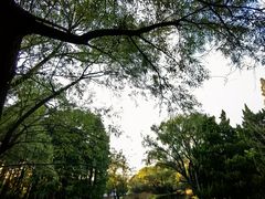 -上海共青森林公园