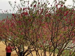 -南国桃园旅游度假区