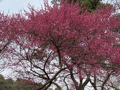 -杭州植物园