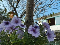 -天然居(伦教店)