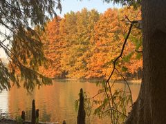 -上海海湾国家森林公园