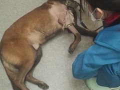 -安安宠医·安宠宠物医院