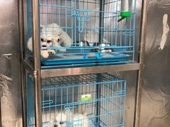 -翊宠yipet猫狗购宠庄园犬舍•猫舍