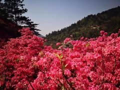 -木兰云雾山