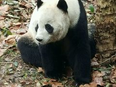 -成都大熊猫繁育研究基地