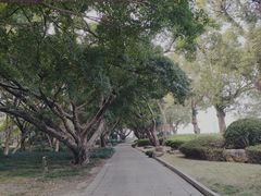 -江心屿景区