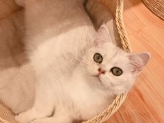 -momokira米努特·德文卷毛猫·棉花面纱犬