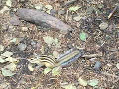 -五营红松林海景区