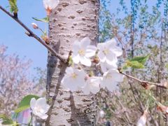 -顾村公园