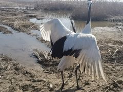 -盐城丹顶鹤湿地生态旅游区