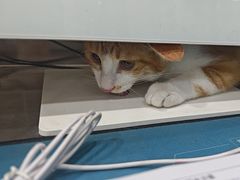 -瑞派名望志远动物医院·猫科·內科·异宠专科(直港大道店)