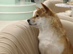 -怪兽屋·羊驼·猫咖·狗咖(俊华广场店)