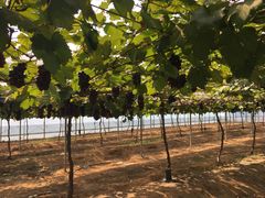 -海堤葡萄园中小学生研学基地