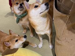 -逗柴咖啡屋·狗咖猫咖宠物桌游