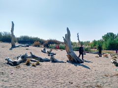 -金塔沙漠胡杨林景区