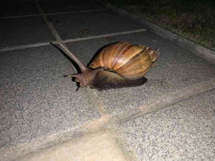 打分 台风后小区里发现的巨大蜗牛 希望大家善待它