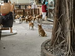 -柴犬高等学院·狗咖·柴犬售卖·宠物训练