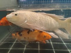 -烟火鱼乡(京华城店)