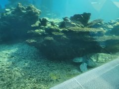 -海棠湾洲际-涛·海底餐厅·美人鱼·自助餐·海底隧道