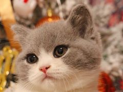 -瑞派·关忠动物医院·猫专科·犬专科(三环新城店)