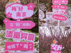 -梅花山(明孝陵内)