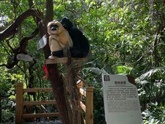 -海南霸王岭国家森林公园