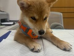 -博特宠物医院24h犬猫全科.骨科·异宠