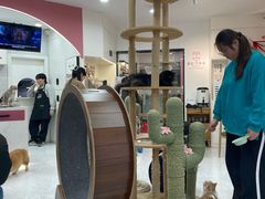 -喵园·猫主题咖啡厅·撸猫·猫咖(国贸店)