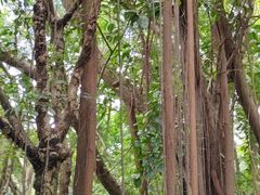 -深圳湾公园(南山区)
