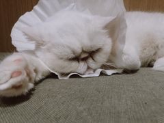 -CAT’S MEWSTAR CAFE·喵星球猫屋(晴湾咖啡店)
