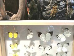 -正佳雨林生态植物园