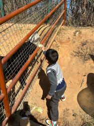 -阿菠萝小猪农场·萌宠乐园·亲子游·研学