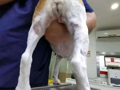 -爱侣宠医·鹦鹉专科·小型哺乳类·异宠专科(灵石路店)