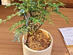 -CURRY YA 熟成咖哩專門店(深圳湾万象城店)
