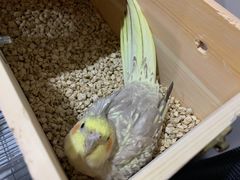 -爱侣宠医·鹦鹉专科·小型哺乳类·异宠专科(灵石路店)