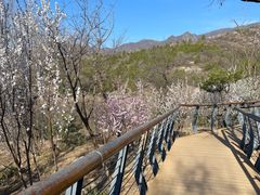 -白水寺森林公园