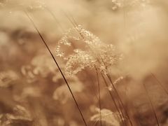 -三圣花乡旅游区