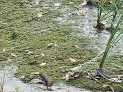 -温江公园